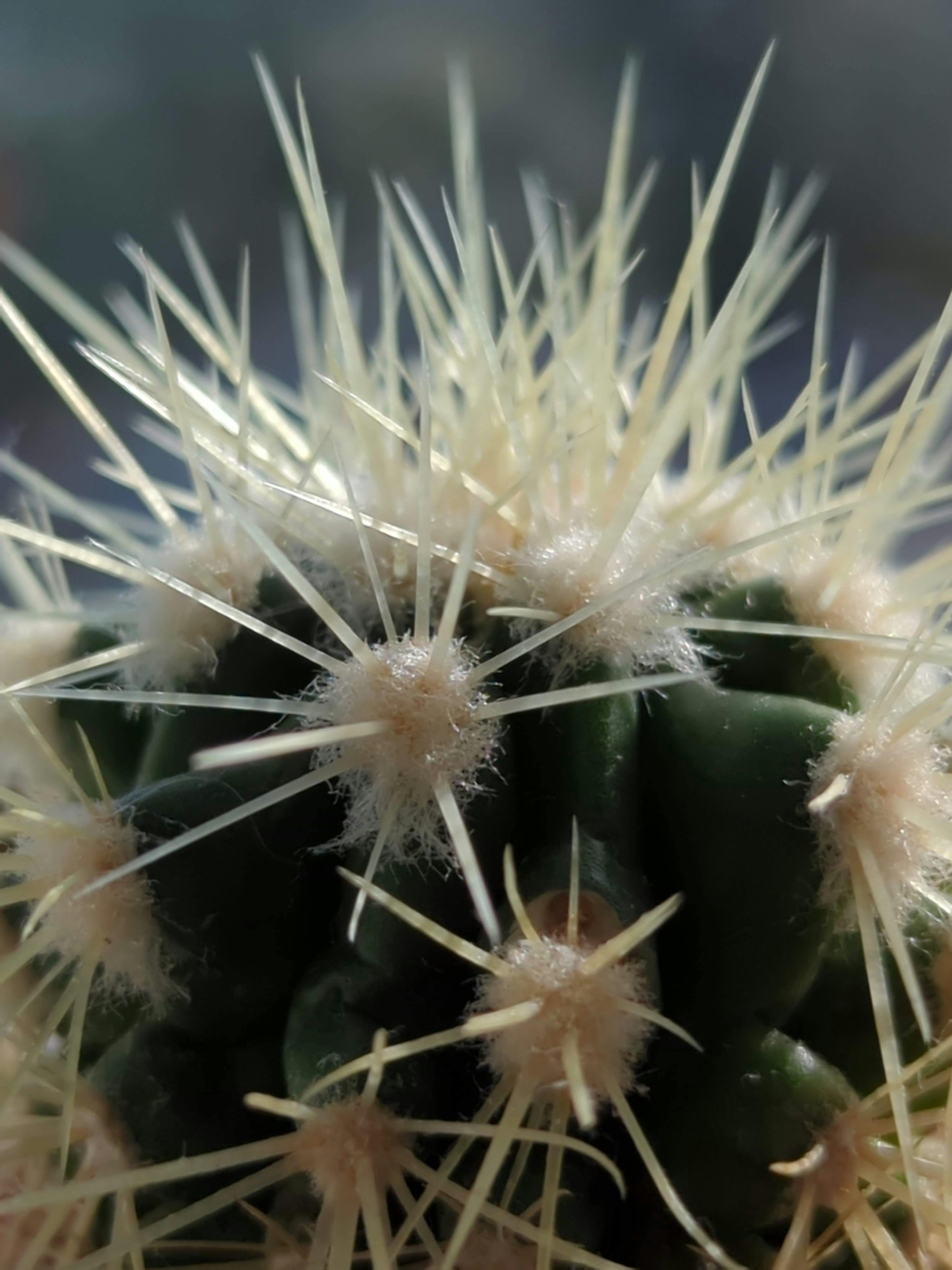 Close up photo of another cactus