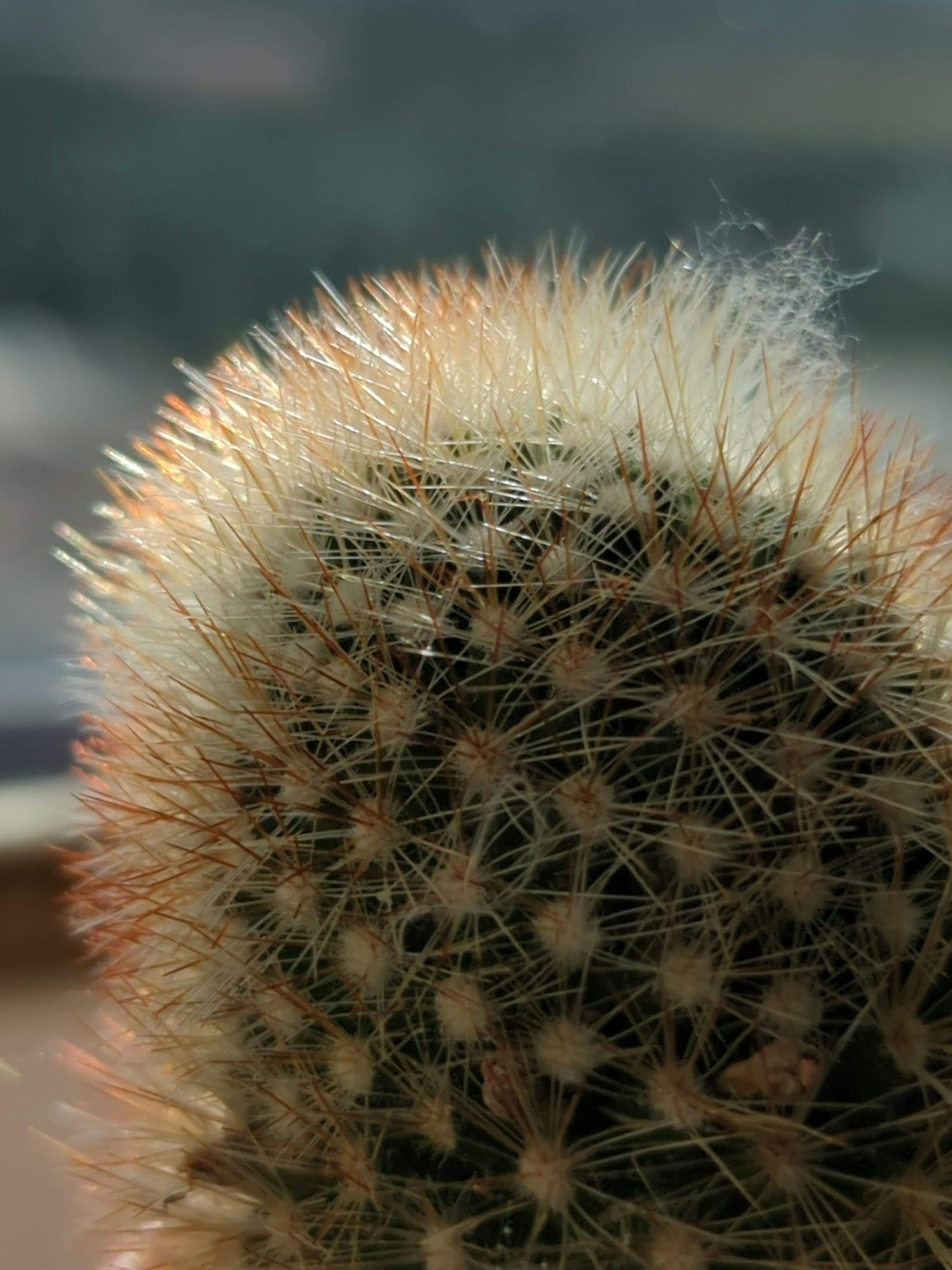 Close up photo of a cactus